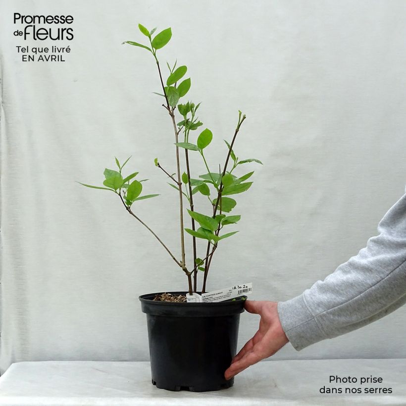 Example of Calycanthus raulstonii Hartlage Wine - Calicanto Vaso da 3L/4L as you get in printemps