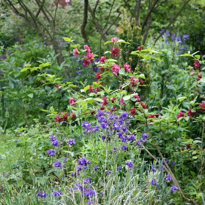 Calycanthus raulstonii Hartlage Wine - Calicanto (Plant habit)