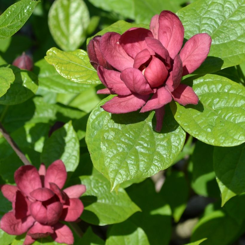 Calycanthus raulstonii Hartlage Wine - Calicanto (Flowering)