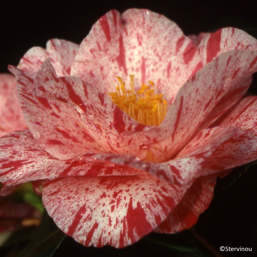 Camellia japonica Betty Foy Sanders (Fioritura)