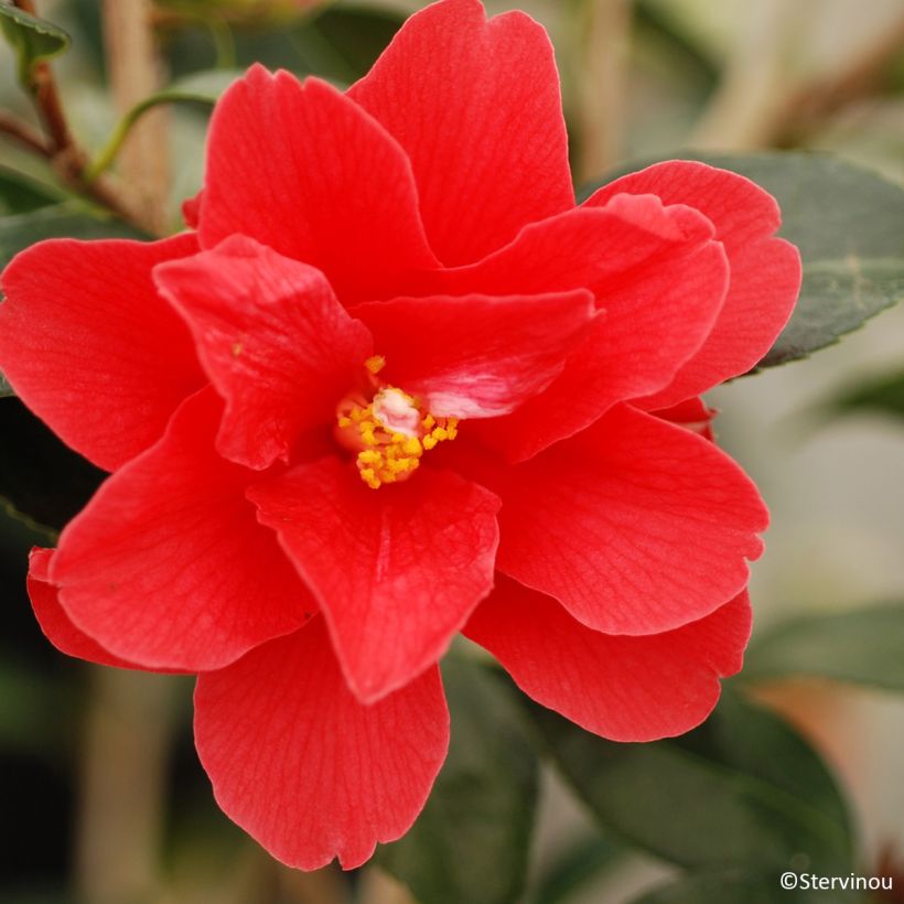 Camellia williamsii Freedom Bell (Fioritura)