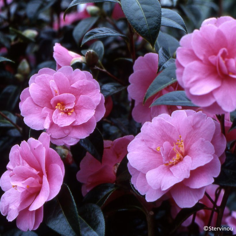 Camellia reticulata Inspiration (Fioritura)