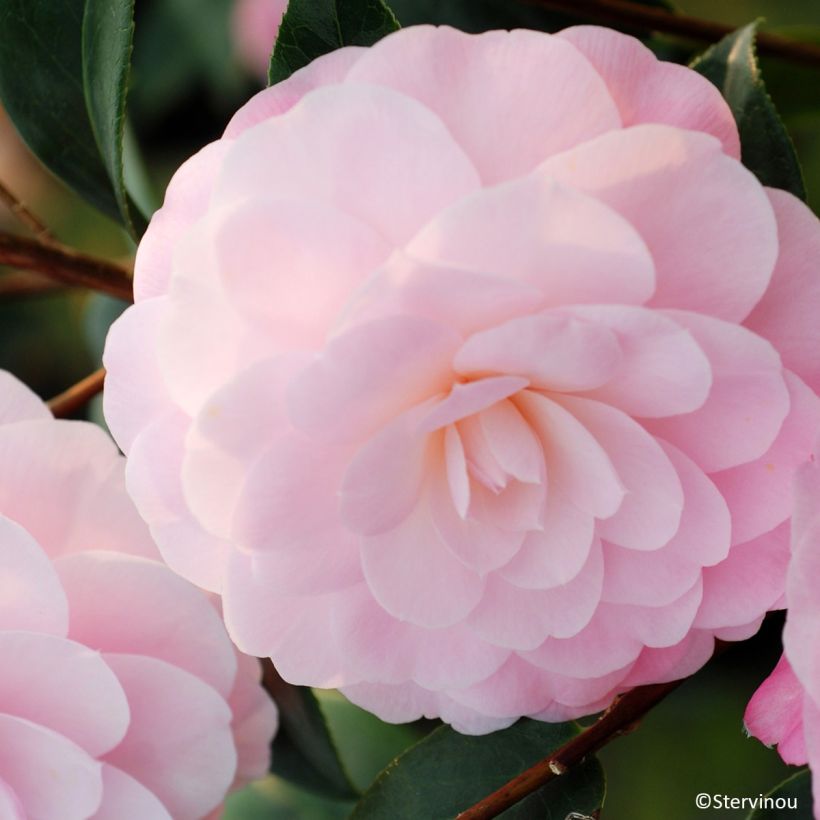 Camellia williamsii Mimosa Jury (Fioritura)