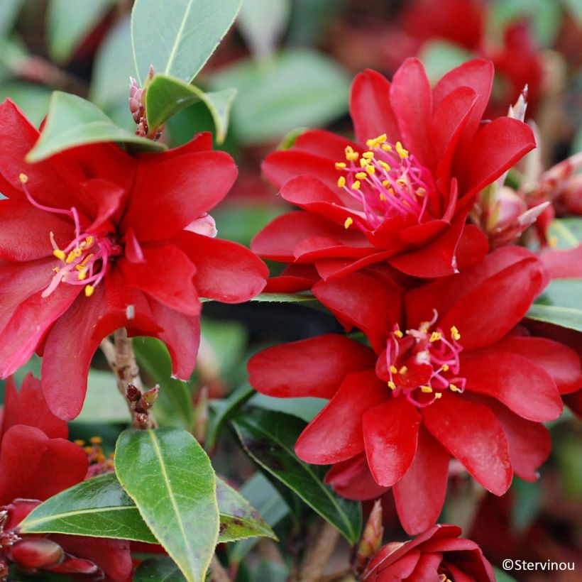 Camellia williamsii Night Rider (Fioritura)
