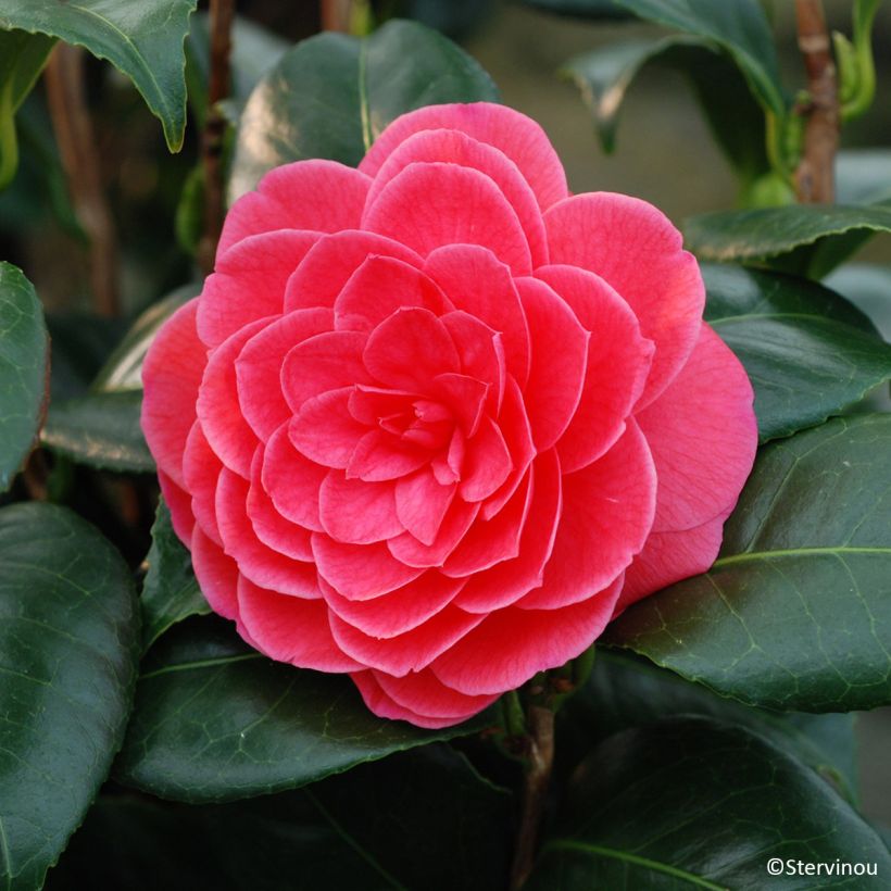Camellia japonica Tada Meibi (Flowering)