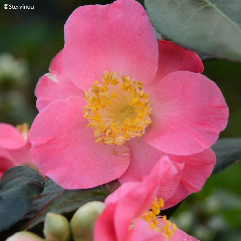 Camellia japonica Ville du Havre (Flowering)