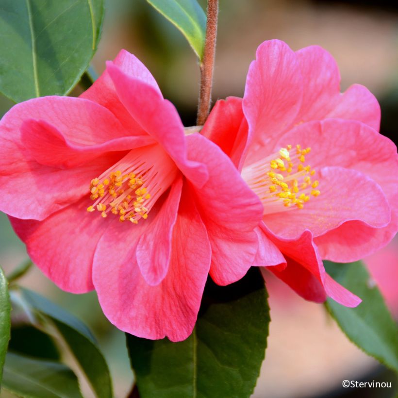 Camellia reticulata Crimson Candles (Fioritura)