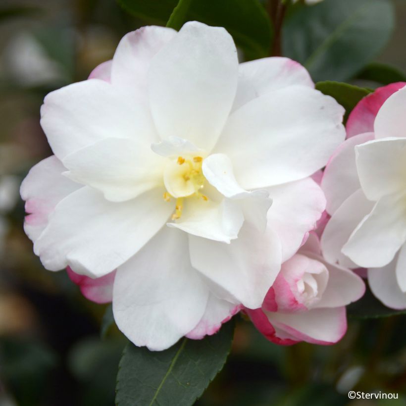 Camellia sasanqua Blush (Flowering)