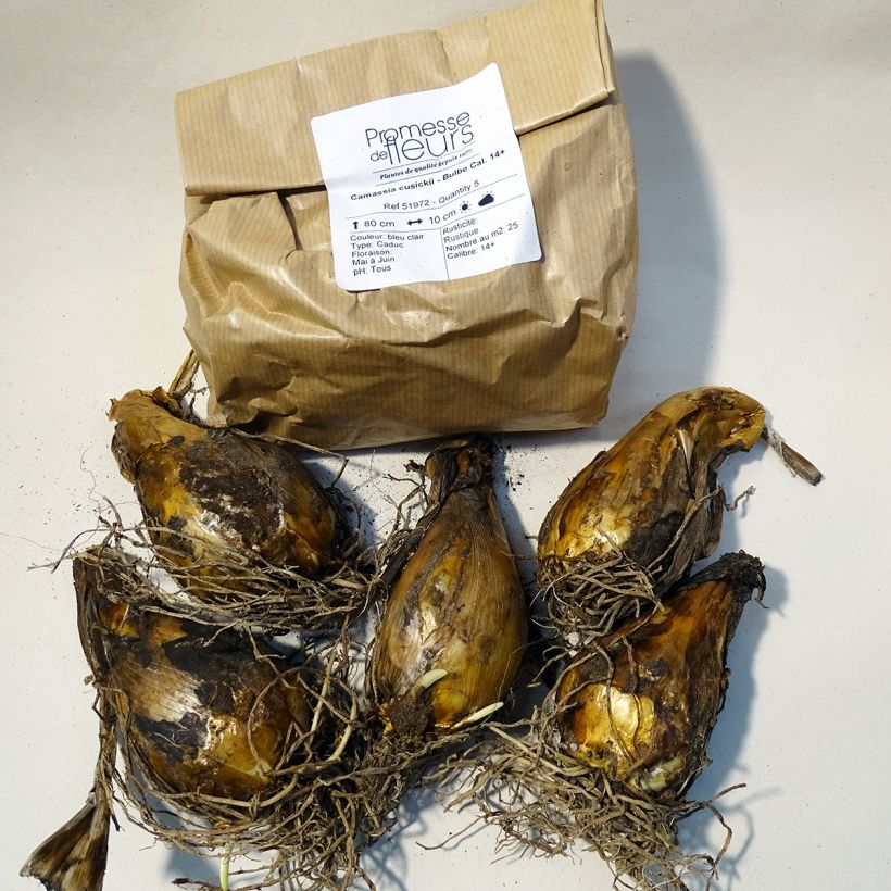 Example of Camassia cusickii Confezione taglia 14+ as you get