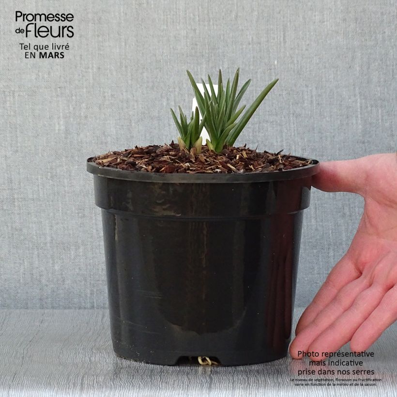 Camassia cusickii Pot de 2L/3L esemplare consegnato in inverno