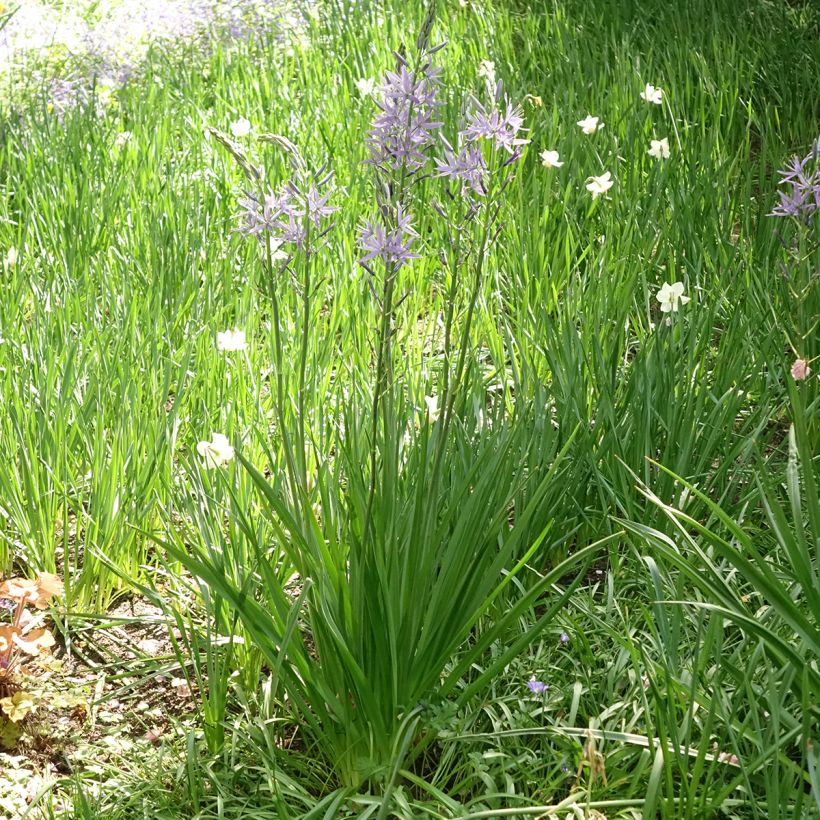 Camassia leichtlinii subsp. suksdorfii Caerulea (Porto)