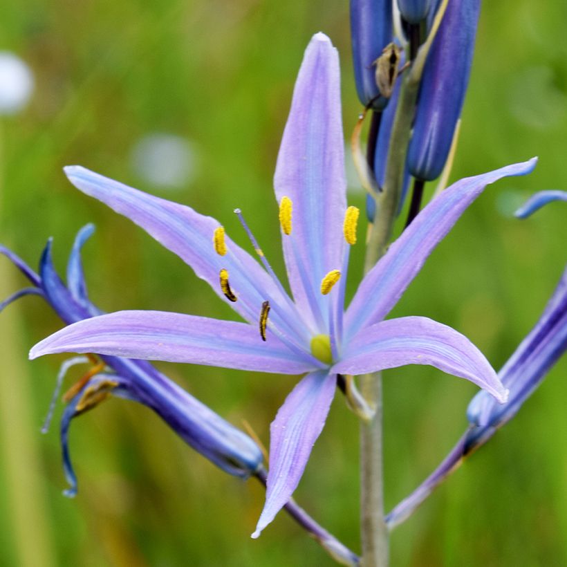 Camassia quamash Blue Melody - Quamash (Flowering)