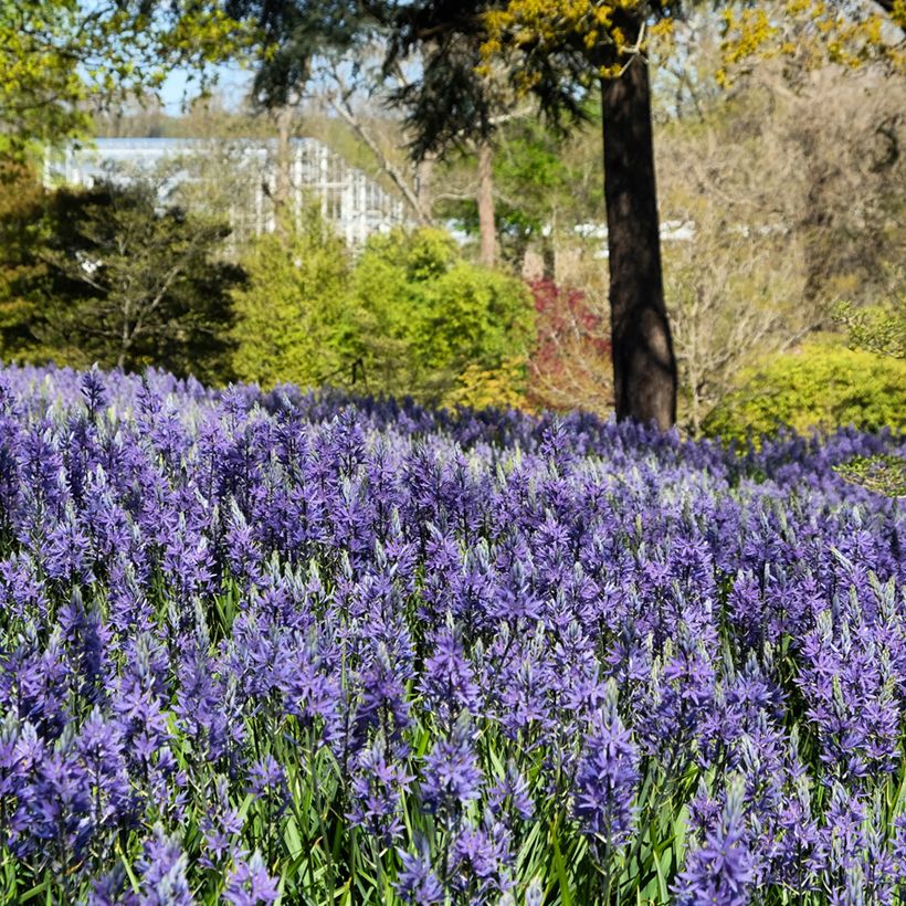 Camassia quamash Blue Melody - Quamash (Plant habit)