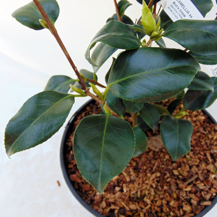 Camellia japonica Bob's Tinsie (Foliage)