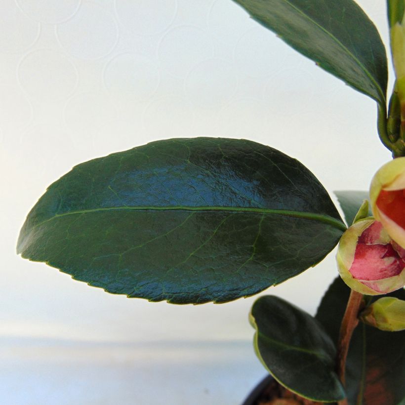 Camellia japonica Coquetti (Fogliame)