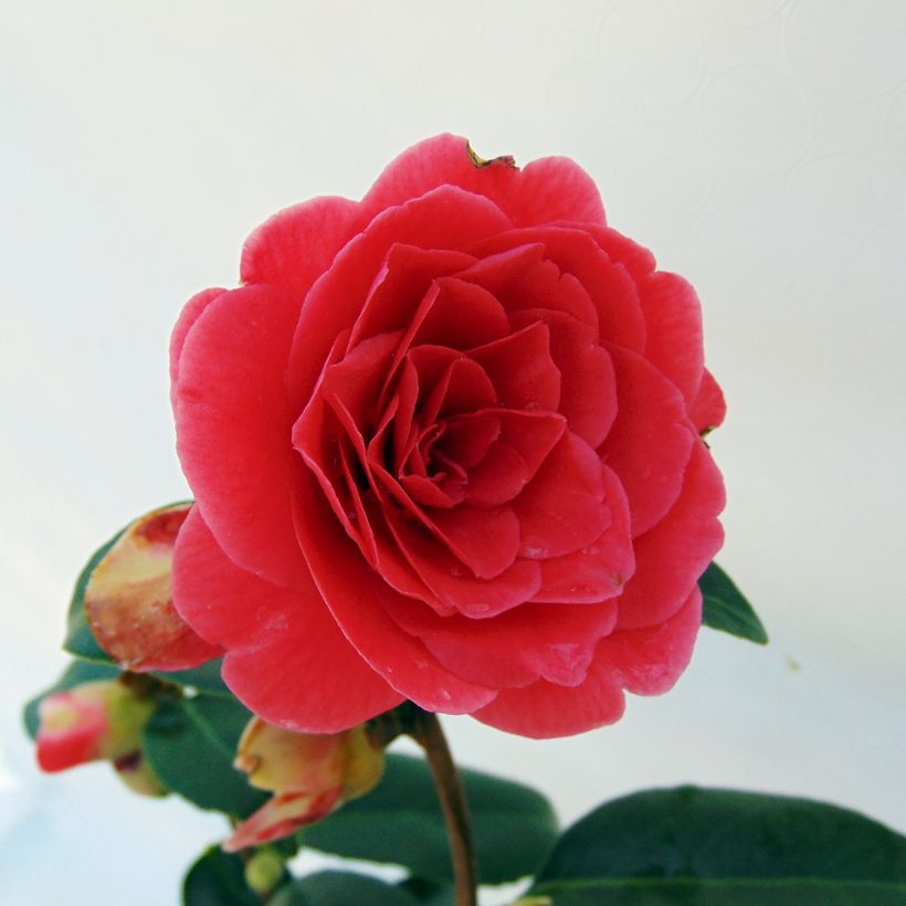 Camellia japonica Coquetti (Fioritura)
