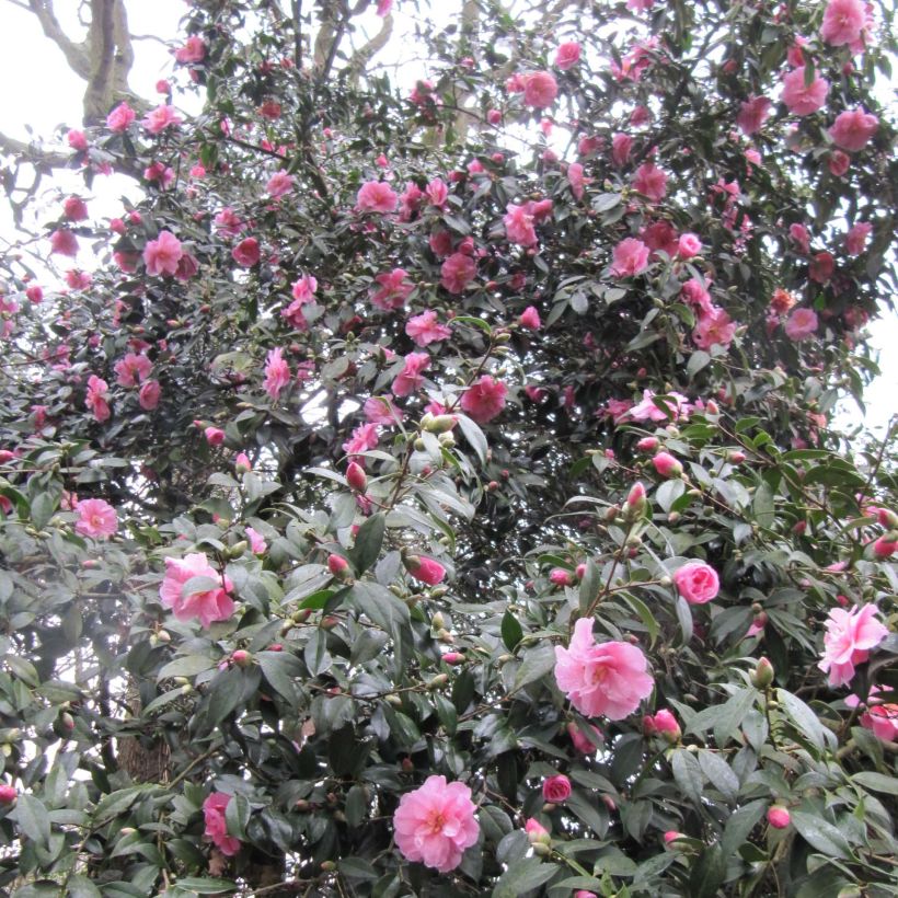 Camellia williamsii Donation (Fioritura)