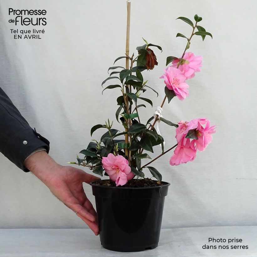 Camellia williamsii Donation Vaso da 2L/3L esemplare consegnato in primavera