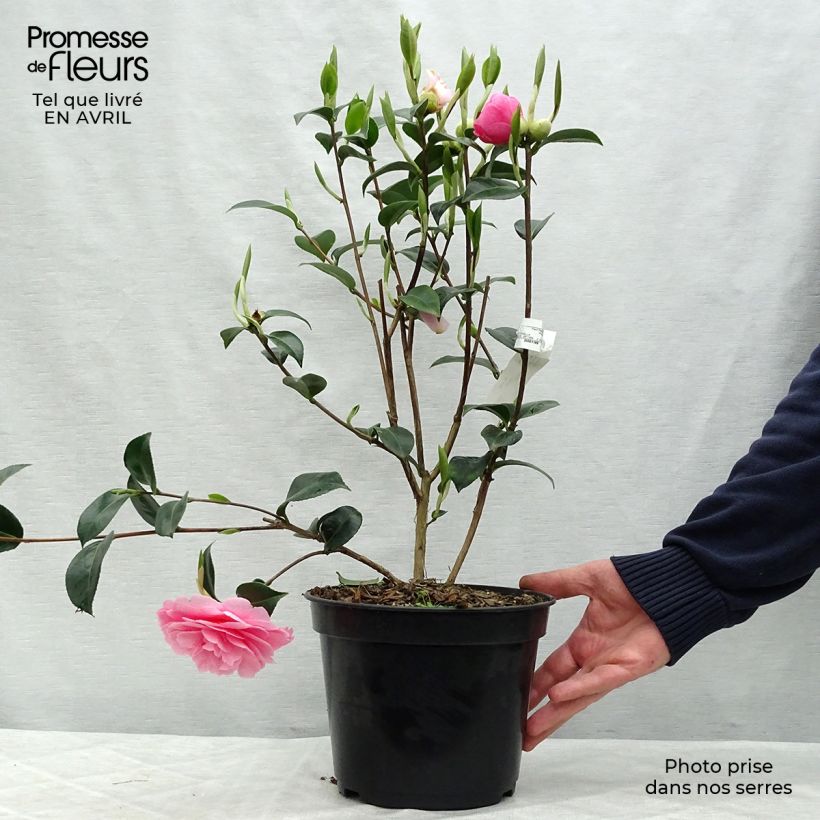 Example of Camellia williamsii EG Waterhouse Vaso da 4L/5L as you get in printemps