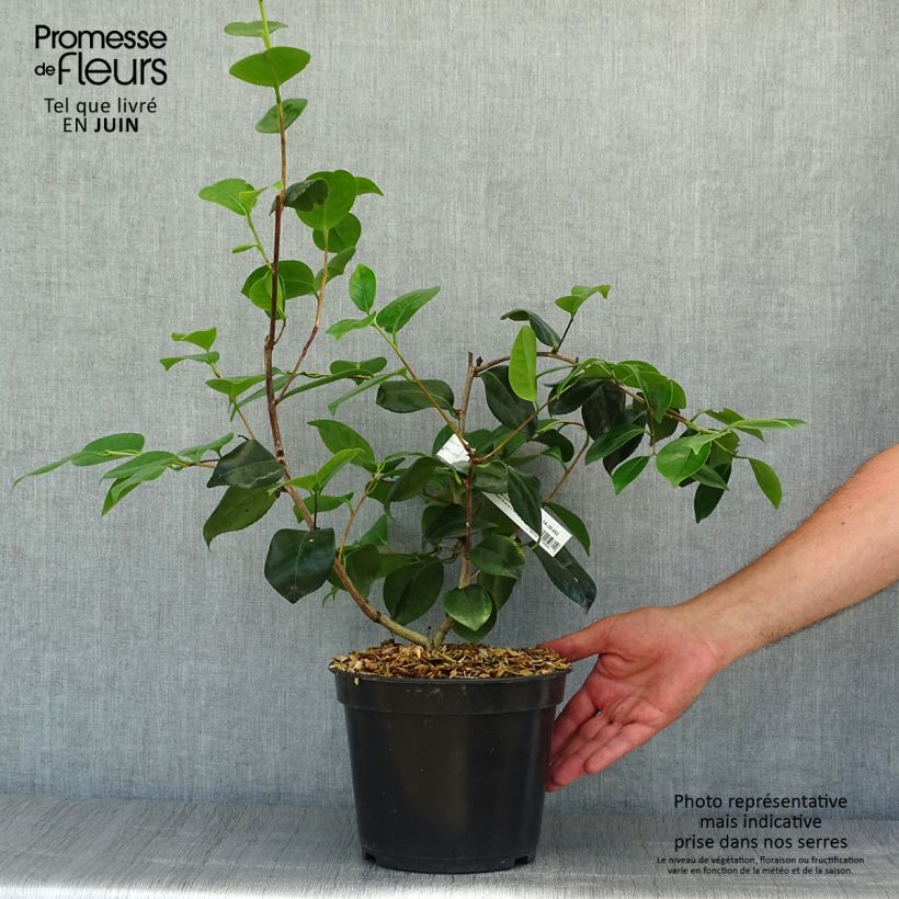 Esemplare di Camellia japonica de Higo Fuji Vaso da 4L/5L consegnato in estate