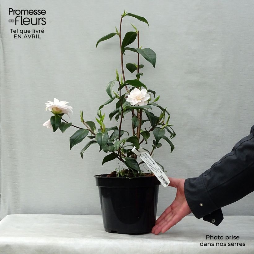 Example of Camellia japonica Hagoromo Vaso da 4L/5L as you get in printemps