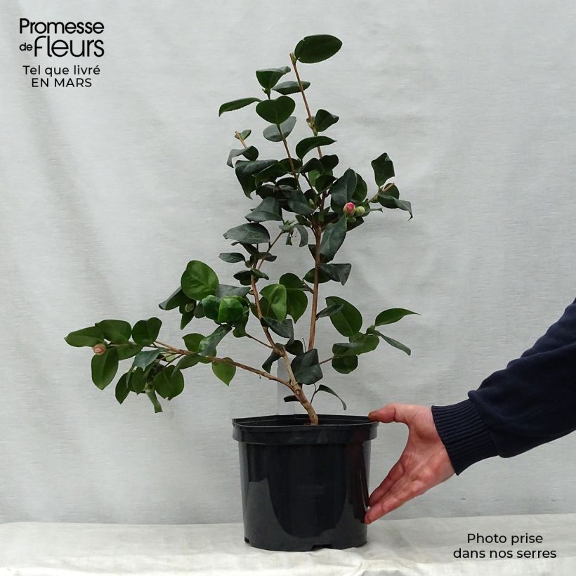 Example of Camellia japonica Lady Campbell Vaso da 3L/4L as you get in printemps