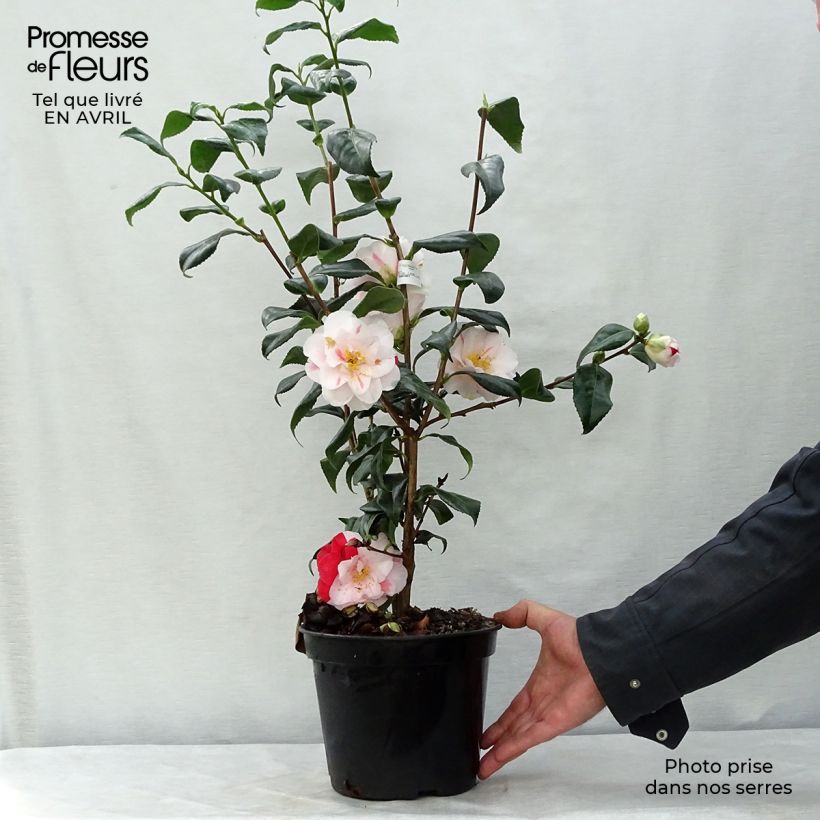 Example of Camellia japonica Lady Vansittart Vaso da 3L/4L as you get in printemps