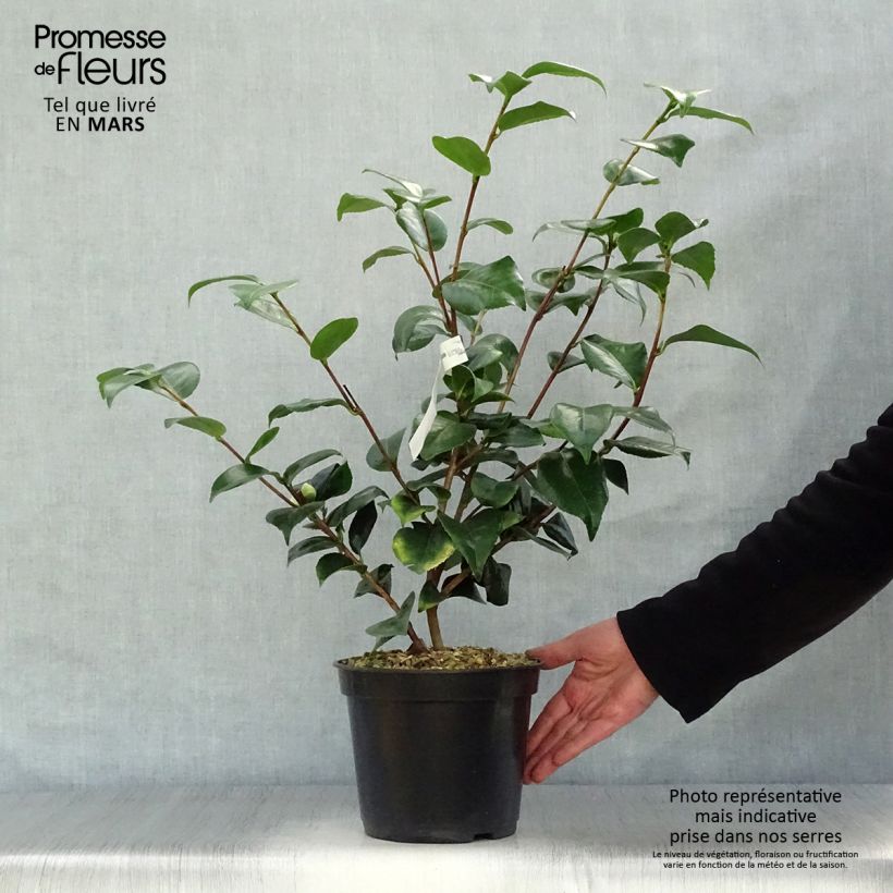 Example of Camellia japonica Lavinia Maggi Vaso da 3L/4L as you get in printemps