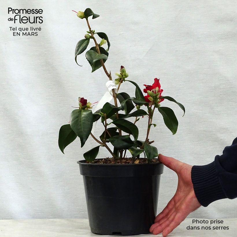 Camellia japonica Lipstick Vaso da 4L/5L esemplare consegnato in primavera