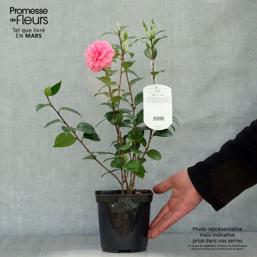 Example of Camellia japonica Mrs Tingley Vaso da 3L/4L as you get in printemps