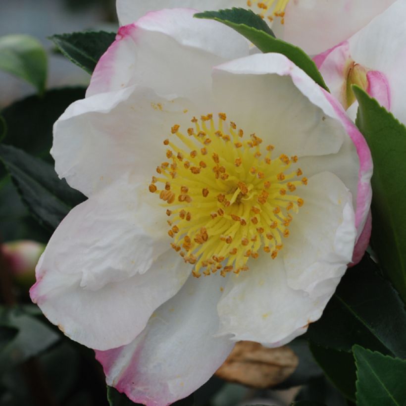 Camellia sasanqua Narumi Gaita (Fioritura)