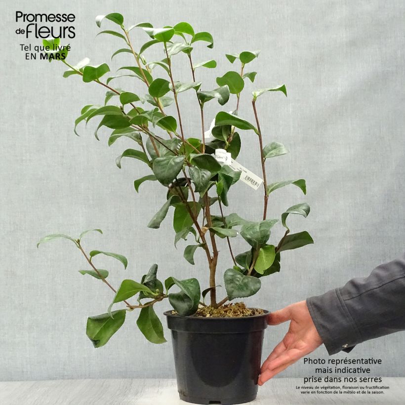 Example of Camellia japonica Nobilissima Vaso da 4L/5L as you get in printemps