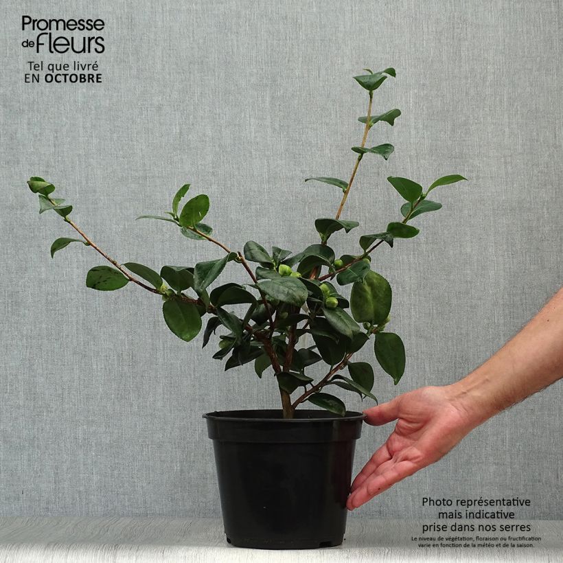Esemplare di Camellia japonica de Higo Okan Vaso da 4L/5L come consegnato in autunno