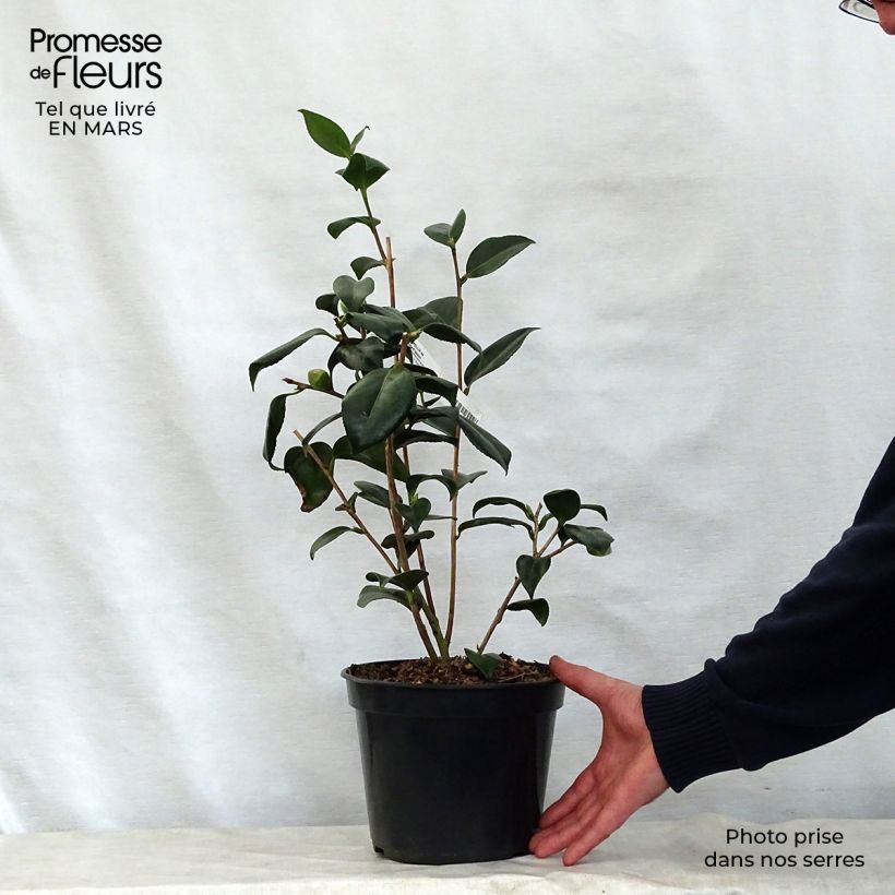 Example of Camellia japonica Robert Lasson Vaso da 4L/5L as you get in printemps