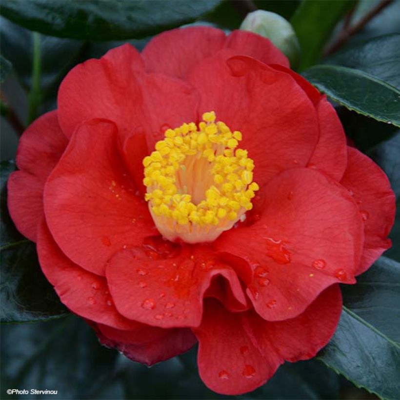 Camellia japonica San dimas (Flowering)