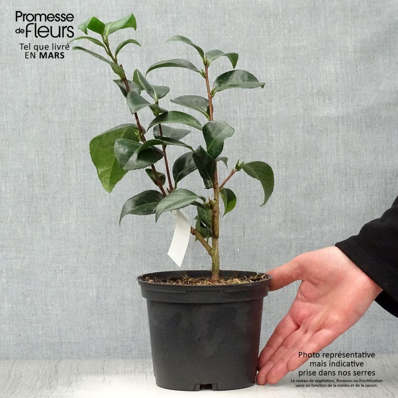 Example of Camellia japonica San dimas Vaso da 2L/3L as you get in printemps