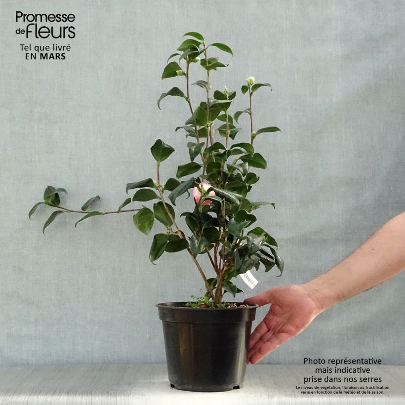 Camellia japonica Sunny Side Vaso da 4L/5L esemplare consegnato in primavera