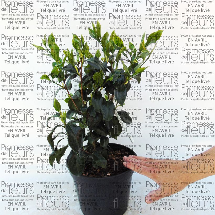 Example of Camellia japonica Sweet Olive Vaso da 4L/5L as you get