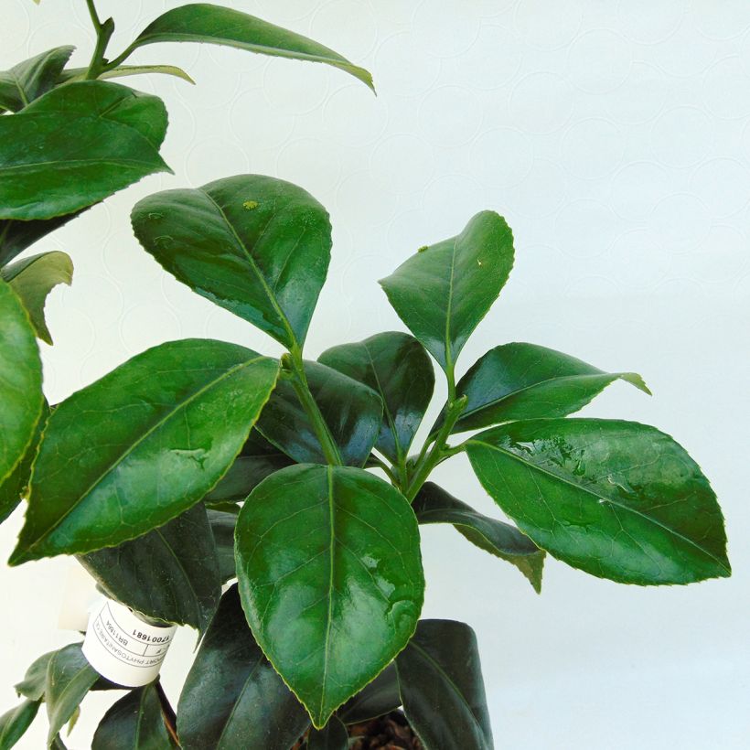 Camellia japonica Sweet Olive (Foliage)