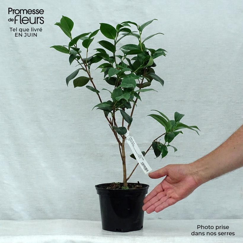 Esemplare di Camellia japonica Virginia Robinson Vaso da 2L/3L consegnato in estate