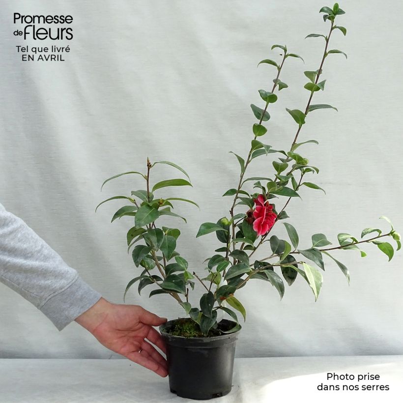 Example of Camellia japonica Volunteer Vaso da 2L/3L as you get in printemps