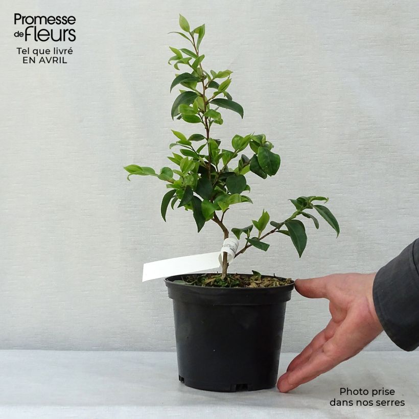 Camellia Cinnamon Scentsation Vaso da 1,5L/2L esemplare consegnato in primavera