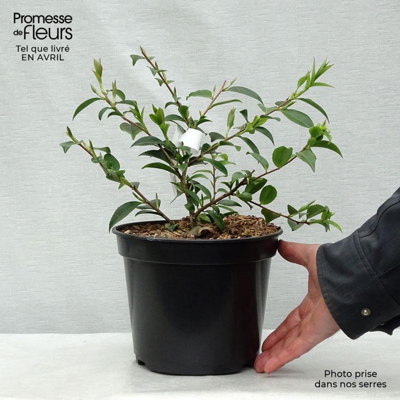 Example of Camellia lutchuensis Sweet Emily Kate Vaso da 4L/5L as you get in printemps