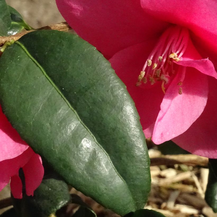 Camellia Gay Baby (Foliage)