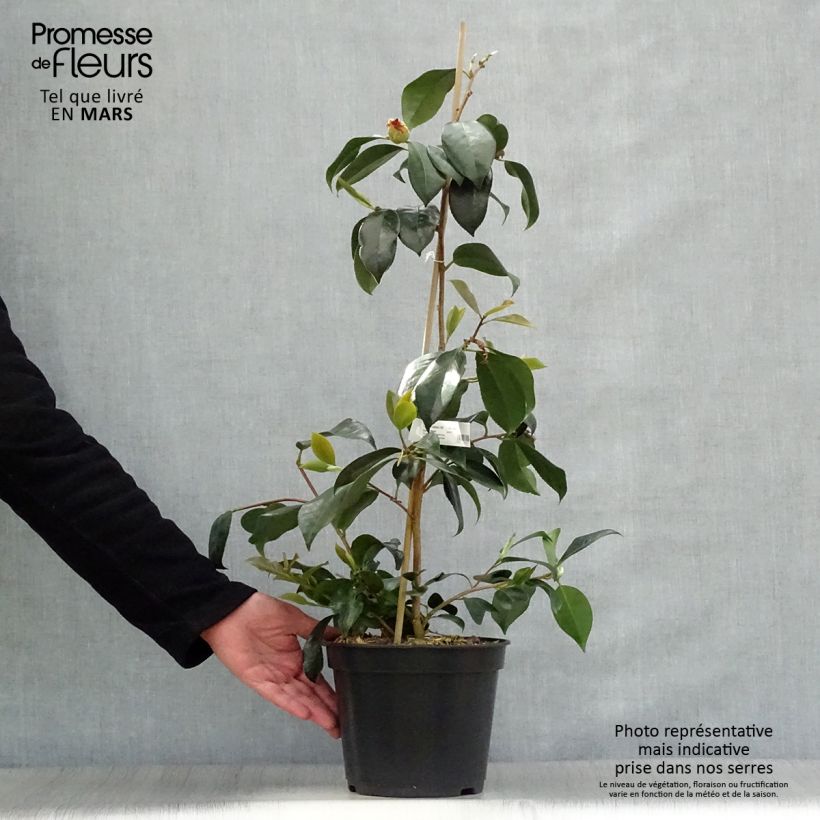 Example of Camellia japonica chandleri Elegans Vaso da 4L/5L as you get in printemps