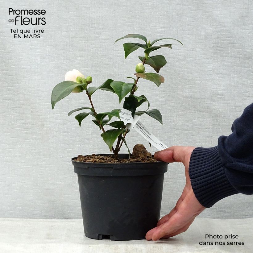 Camellia Botanyuki Vaso da 2L/3L esemplare consegnato in primavera