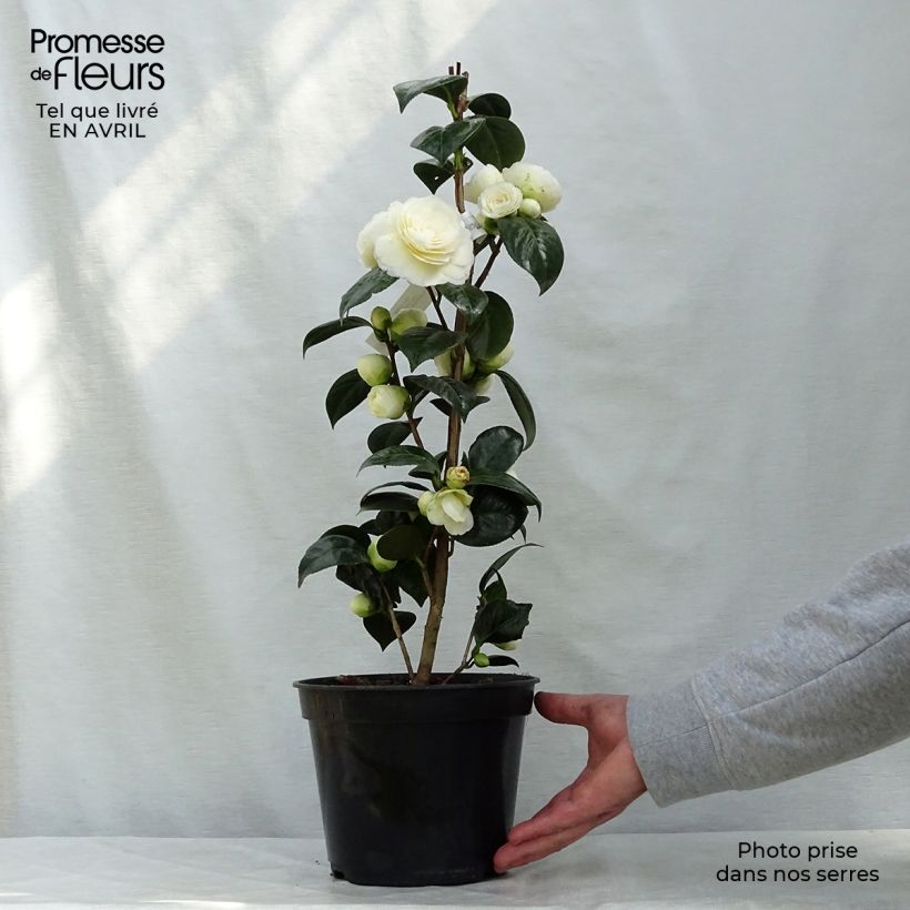 Example of Camellia Dahlonega Vaso da 4L/5L as you get in printemps