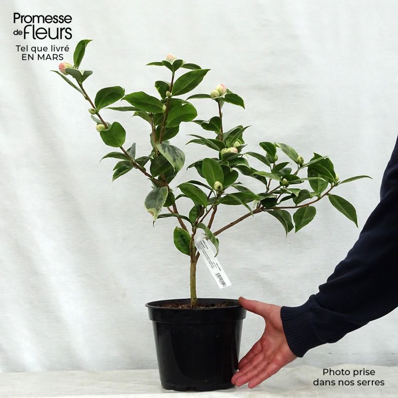 Example of Camellia japonica Kerguelen Vaso da 4L/5L as you get in printemps