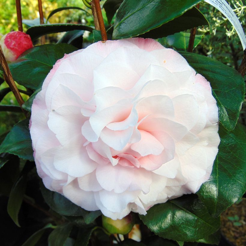 Camellia Nuccio's Pearl (Flowering)