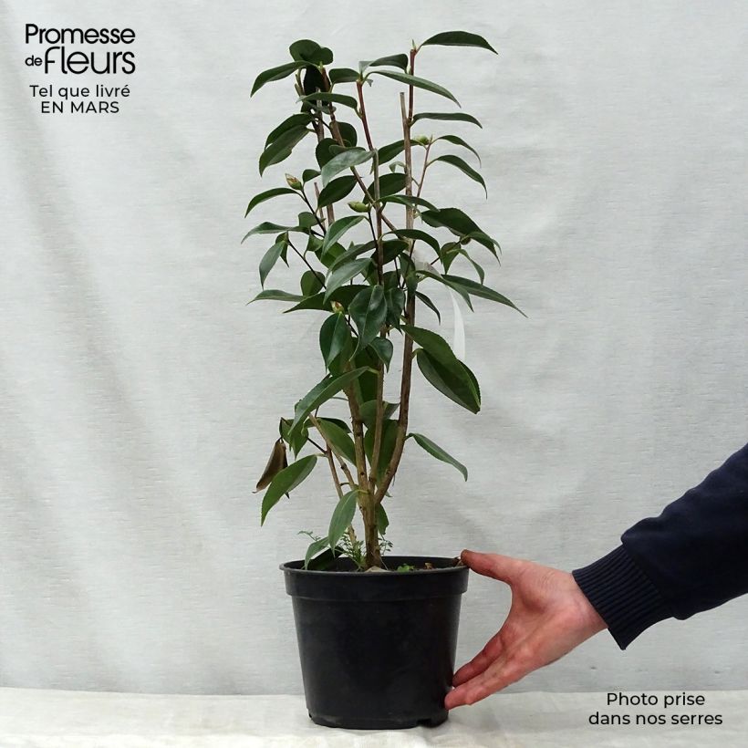 Example of Camellia Royal Velvet Vaso da 4L/5L as you get in printemps